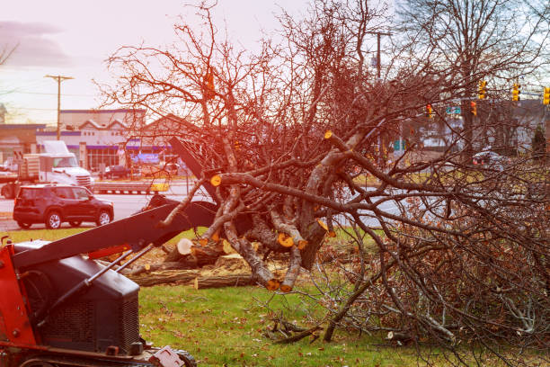 Best Tree Removal  in Skyline View, PA