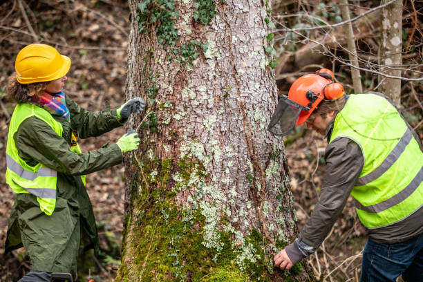 Best Tree Health Inspection  in Skyline View, PA