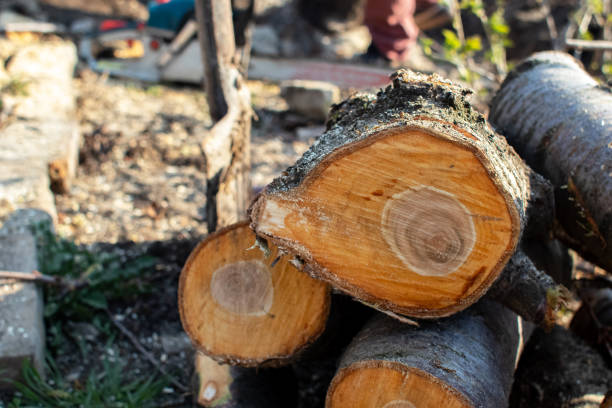 How Our Tree Care Process Works  in  Skyline View, PA