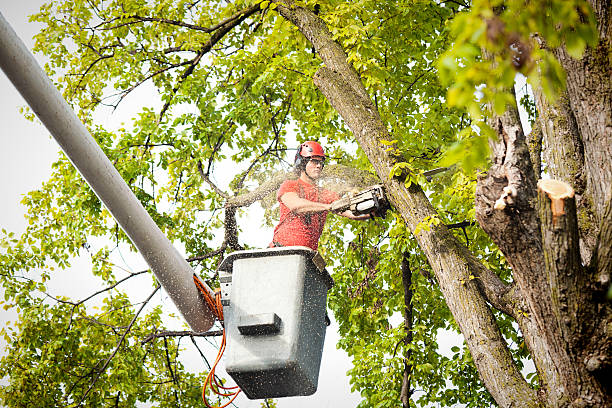 Best Tree Preservation Services  in Skyline View, PA